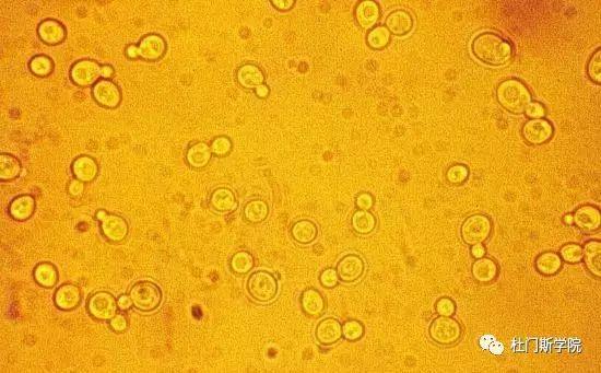 酿酒师的必修课——探索酵母的神奇世界 酿酒师的必修课——探索酵母的神奇世界