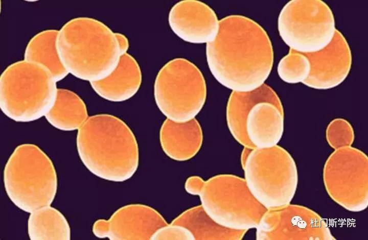 【原料篇】关于酵母添加量的那些事儿 【原料篇】关于酵母添加量的那些事儿