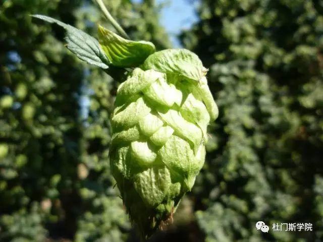 90型和45型颗粒酒花 90型和45型颗粒酒花