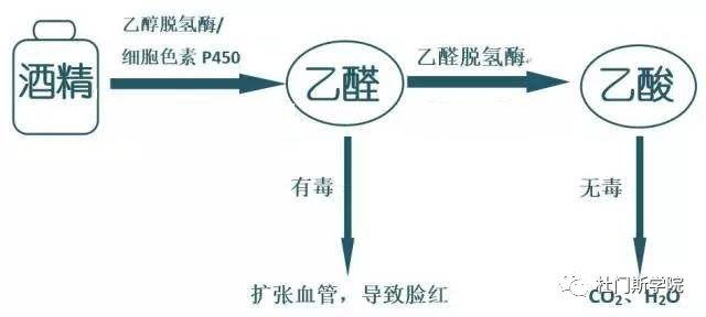 喝酒可以验证你体内“ALDH”多与少 喝酒可以验证你体内“ALDH”多与少