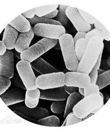 干货课堂|啤酒生产卫生危害 干货课堂|啤酒生产卫生危害