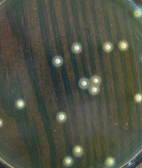 干货课堂|啤酒生产卫生危害 干货课堂|啤酒生产卫生危害