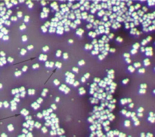 干货课堂|啤酒生产卫生危害 干货课堂|啤酒生产卫生危害