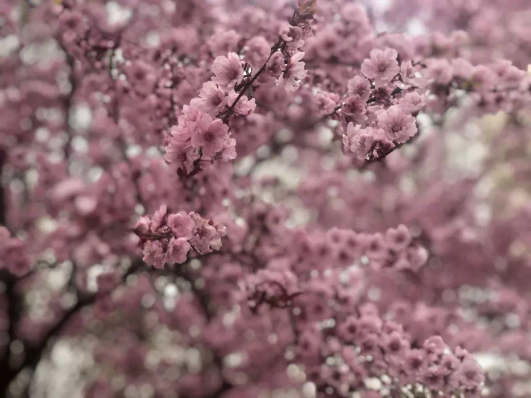 回顾春天三月的我们 回顾春天三月的我们