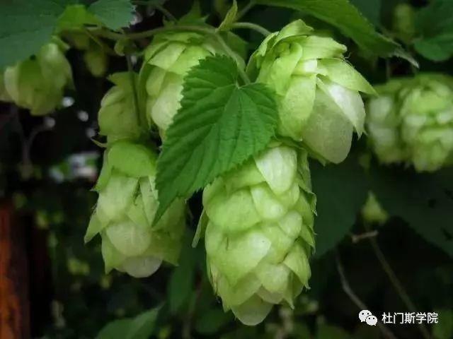 【干货】关于啤酒花的一些事,你该知道 【干货】关于啤酒花的一些事,你该知道
