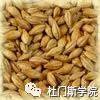 【干货】特种麦芽选择制造 【干货】特种麦芽选择制造
