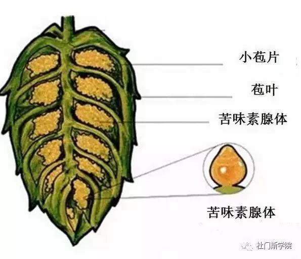 香型酒花和苦型酒花的区别 香型酒花和苦型酒花的区别