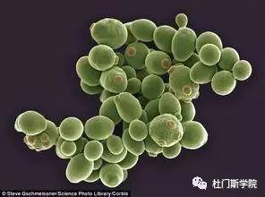 酿酒师的必修课——探索酵母的神奇世界 酿酒师的必修课——探索酵母的神奇世界