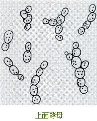 精酿啤酒之酿造原料篇-酵母 精酿啤酒之酿造原料篇-酵母