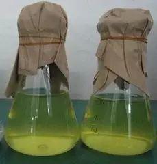 精酿啤酒之酿造原料篇-酵母 精酿啤酒之酿造原料篇-酵母