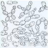 足不出户,论啤酒工艺(四) 足不出户,论啤酒工艺(四)