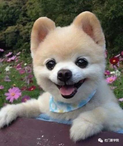 拜年啰!2018,狗年大吉 拜年啰!2018,狗年大吉