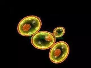 精酿啤酒之酿造原料篇-酵母 精酿啤酒之酿造原料篇-酵母