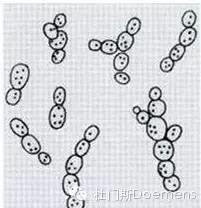 足不出户,论啤酒工艺(四) 足不出户,论啤酒工艺(四)