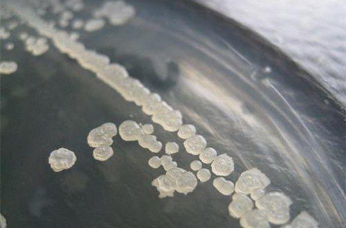 干货课堂|啤酒生产卫生危害 干货课堂|啤酒生产卫生危害