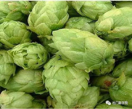 90型和45型颗粒酒花 90型和45型颗粒酒花