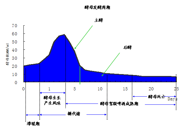 精酿啤酒之酿造原料篇-酵母 精酿啤酒之酿造原料篇-酵母