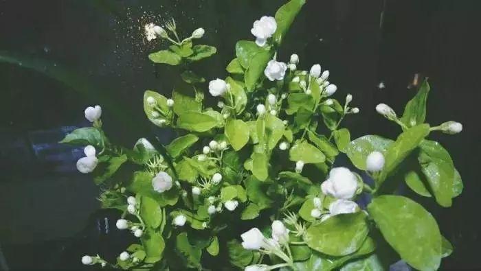 酿造苹果与茉莉的芬芳 酿造苹果与茉莉的芬芳