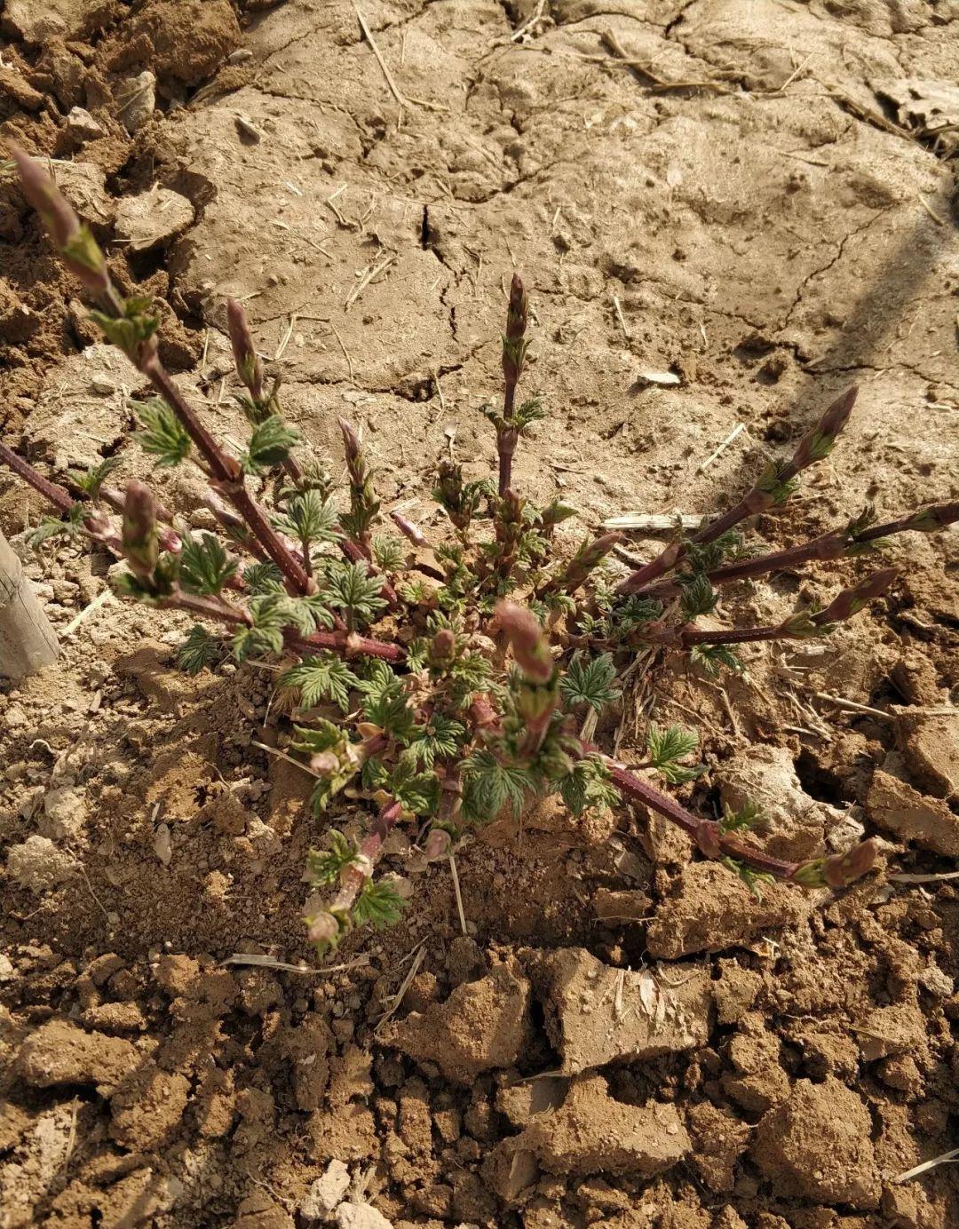 回顾春天三月的我们 回顾春天三月的我们