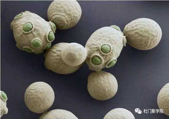 如何制订啤酒发酵工艺 如何制订啤酒发酵工艺