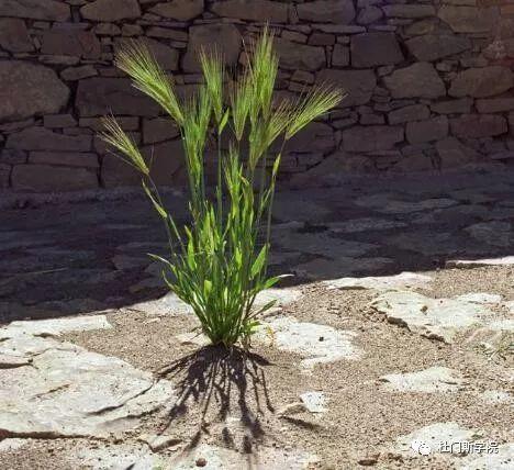 特种麦芽在啤酒酿造中的应用 特种麦芽在啤酒酿造中的应用