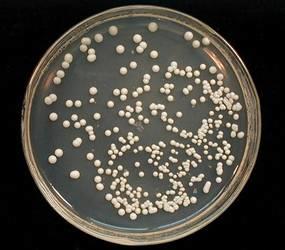 精酿啤酒之酿造原料篇-酵母 精酿啤酒之酿造原料篇-酵母