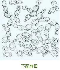 精酿啤酒之酿造原料篇-酵母 精酿啤酒之酿造原料篇-酵母