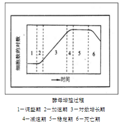 精酿啤酒之酿造原料篇-酵母 精酿啤酒之酿造原料篇-酵母