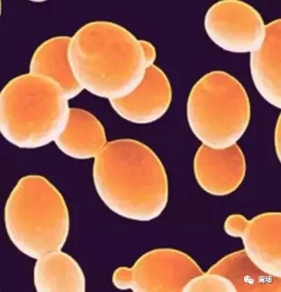 啤酒发酵机理 啤酒发酵机理