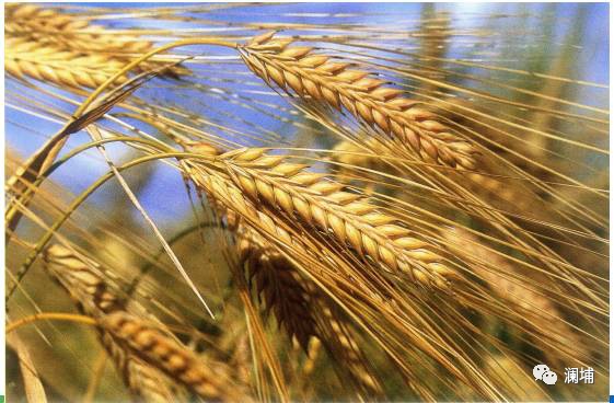 锦囊|辅料大麦&小麦 锦囊|辅料大麦&小麦