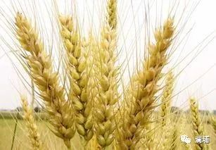 锦囊|辅料大麦&小麦 锦囊|辅料大麦&小麦