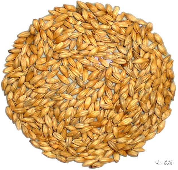 糖化过程的几个要点 糖化过程的几个要点