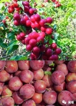 果蔬味啤酒 果蔬味啤酒