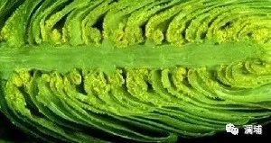 啤酒花抗骨质疏松,do you know? 啤酒花抗骨质疏松,do you know?