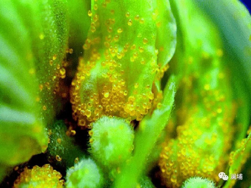 啤酒花抗骨质疏松,do you know? 啤酒花抗骨质疏松,do you know?