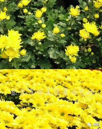 果蔬味啤酒 果蔬味啤酒