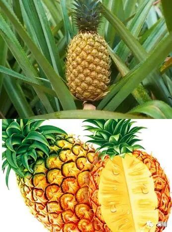 果蔬味啤酒 果蔬味啤酒