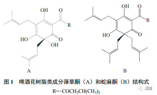 啤酒花抗骨质疏松,do you know? 啤酒花抗骨质疏松,do you know?