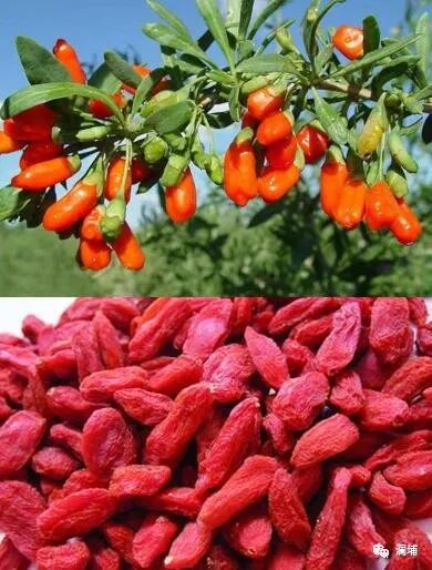 果蔬味啤酒 果蔬味啤酒