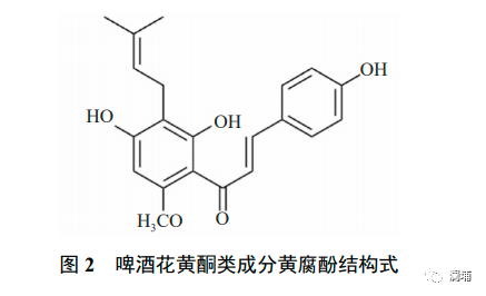 啤酒花抗骨质疏松,do you know? 啤酒花抗骨质疏松,do you know?