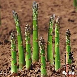 果蔬味啤酒 果蔬味啤酒