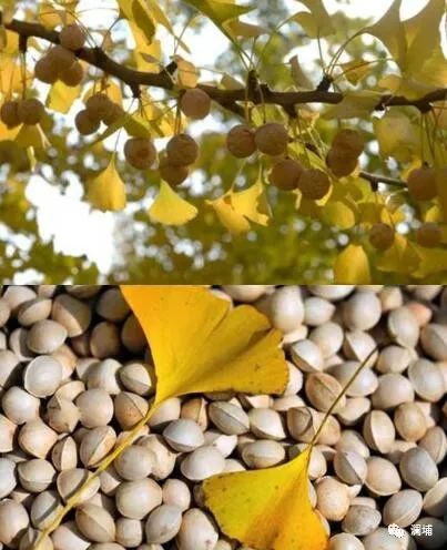 果蔬味啤酒 果蔬味啤酒