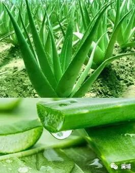 果蔬味啤酒 果蔬味啤酒