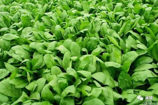 在肝气生发的春天 在肝气生发的春天