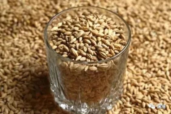 干货|麦芽质量较差时,如何改进糖化的投料方法? 干货|麦芽质量较差时,如何改进糖化的投料方法?