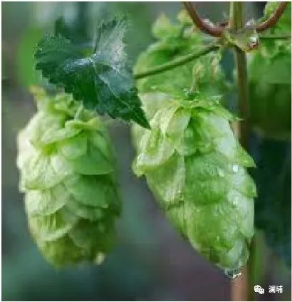 知识|酒花添加量的计算 知识|酒花添加量的计算