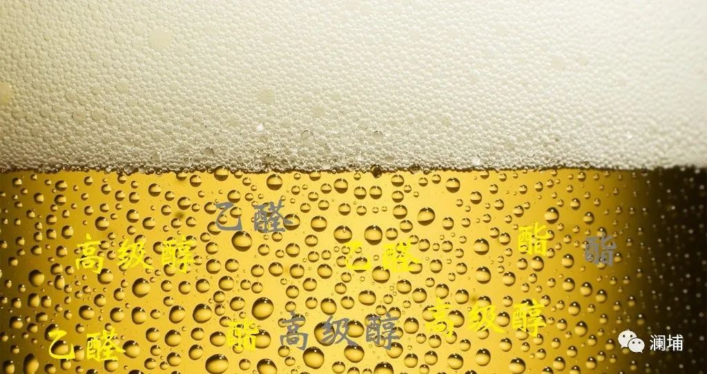 为什么有的啤酒喝了会“上头” 为什么有的啤酒喝了会“上头”