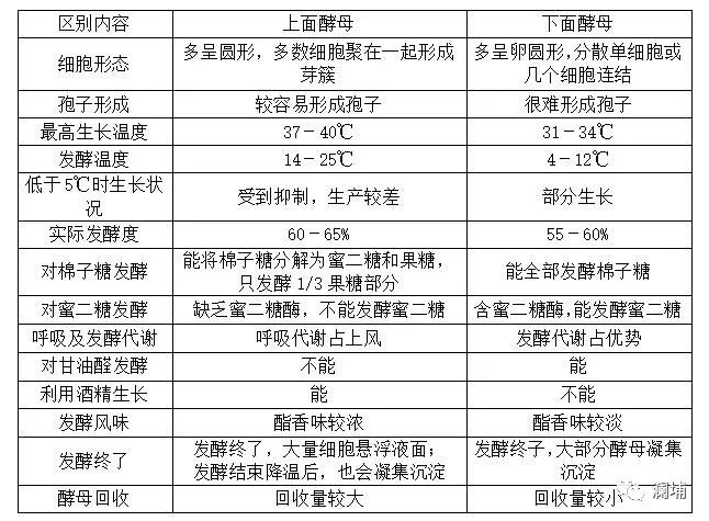知识|上面酵母与下面酵母 知识|上面酵母与下面酵母