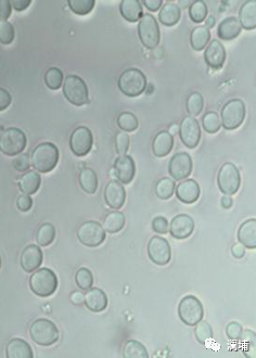 同学,酵母专题课报名进行中 同学,酵母专题课报名进行中