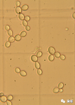 同学,酵母专题课报名进行中 同学,酵母专题课报名进行中